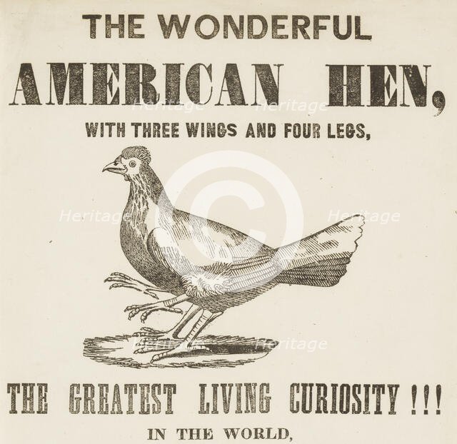 The Wonderful American Hen with three wings and four legs, 1837. Creator: Unknown.