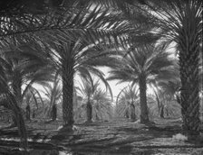 Date palms, Coachella Valley, California, 1937. Creator: Dorothea Lange.