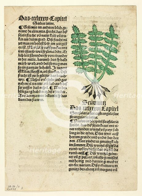 Figwort (recto), and Bloodroot (verso), from Gart der Gesundheit (Garden of Health)..., 1929. Creators: Unknown, Johann Schönsperger the Elder, Johannes de Cuba, Wilhelm Ludwig Schreiber.