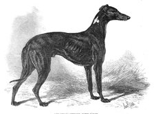 Lord Lurgan's greyhound, Master M'Grath, 1871. Creator: John Greenaway.