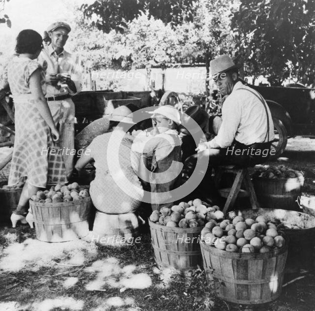 Utah farm family in the orchard at peach harvest, near Springdale, Utah, 1938. Creator: Dorothea Lange.