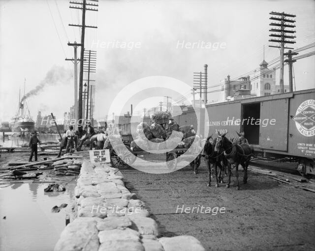 Mule teams and the levee, New Orleans, Louisiana, between 1900 and 1910. Creator: Unknown.