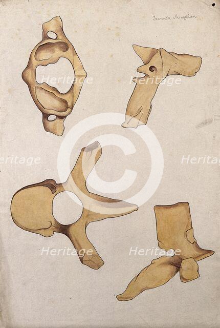 Vertebrae: four figures, 1880. Creator: Jeannette Mongredien.