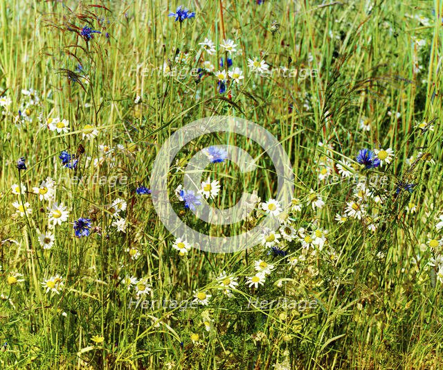 Cornflowers in a field of rye [Russian Empire], 1909. Creator: Sergey Mikhaylovich Prokudin-Gorsky.
