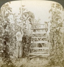 'In the Rich Hop District, Training the Vines, White River Valley, Washington', USA.Artist: Underwood & Underwood