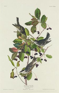 Black-Poll Warbler, 1832. Creator: Robert Havell.