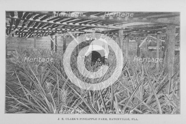 J. E. Clark's pineapple farm, Eatonville, Fla., 1907. Creator: Unknown.