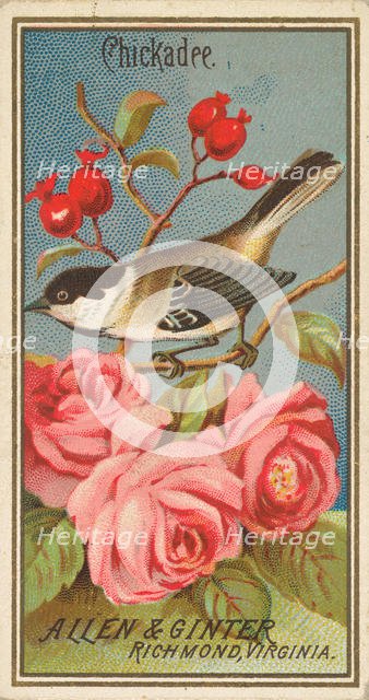Chickadee, from the Birds of America series (N4) for Allen & Ginter Cigarettes Brands, 1888. Creator: Allen & Ginter.