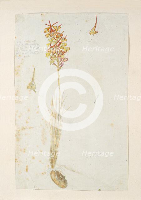 Disa porrecta Swartz, 1777-1786. Creator: Robert Jacob Gordon.