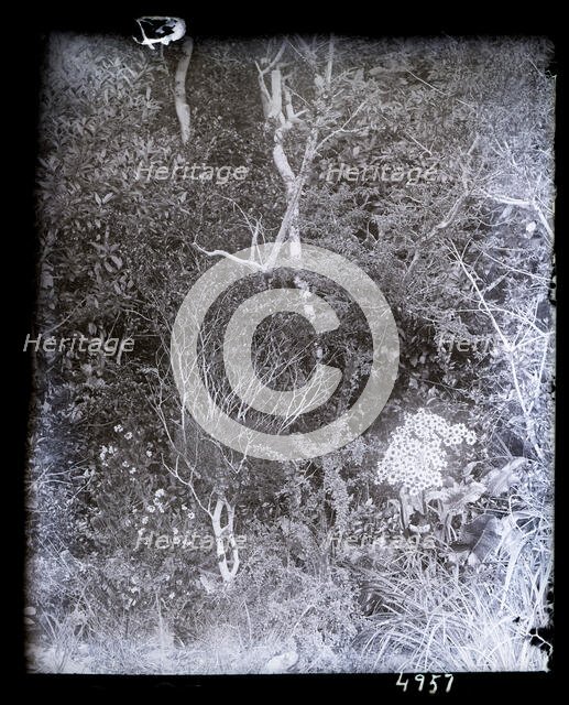 United States Fish Commission Steamer "Albatross" Circumnavigation of South America, 1888. Creator: United States National Museum Photographic Laboratory.