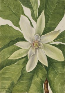 Umbrella Tree (Magnolia tripetala), 1932. Creator: Mary Vaux Walcott.