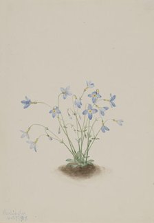 Quakerladies (Houstonia caerulea), 1917. Creator: Mary Vaux Walcott.