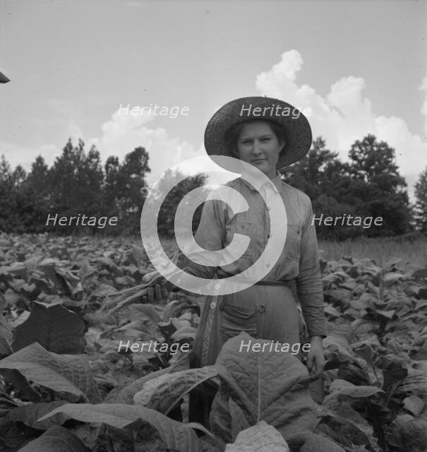 Possibly: Owner's daughter topping tobacco, Granville County, North Carolina, 1939. Creator: Dorothea Lange.