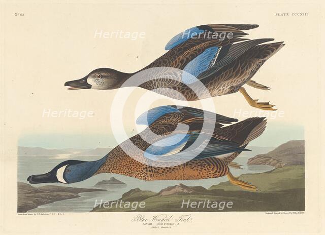 Blue-winged Teal, 1836. Creator: Robert Havell.