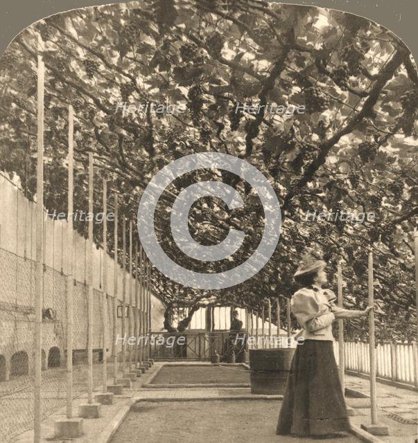 'The Oldest Grapevine in the World, Hampton Court Palace, (planted 1768) England', 1897.   Creator: Works and Sun Sculpture Studios.