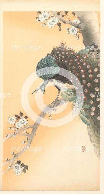 Peacock on cherry tree. Creator: Ohara, Koson (1877-1945).