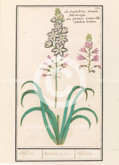 Asphodel (Asphodelus), 1596-1610. Creators: Anselmus de Boodt, Elias Verhulst.