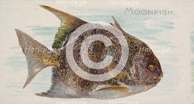 Moonfish, from the Fish from American Waters series (N8) for Allen & Ginter Cigarettes Bra..., 1889. Creator: Allen & Ginter.