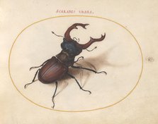Plate 5: Stag Beetle, c. 1575/1580. Creator: Joris Hoefnagel.