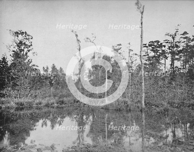 'A Louisiana Swamp', c1897. Creator: Unknown.