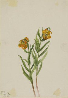 Columbia Lily (Lilium columbianum), 1925. Creator: Mary Vaux Walcott.