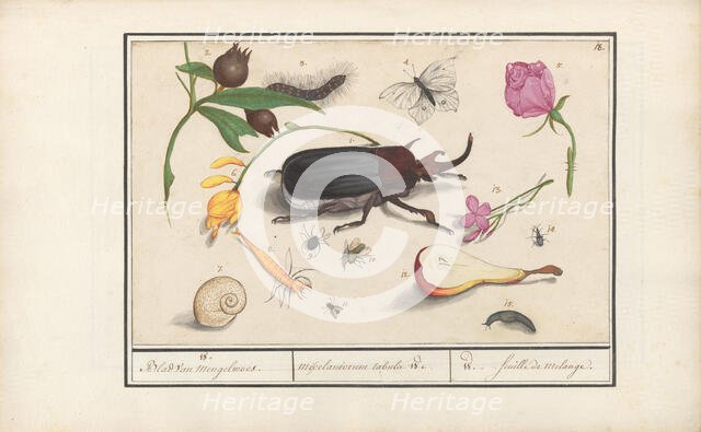 Natural History Ensemble (No. 18), 1596-1610. Creators: Elias Verhulst, Anselmus de Boodt.