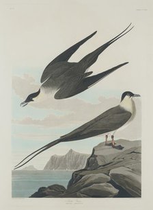 Arctic Jager, 1835. Creator: Robert Havell.