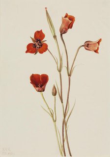 Scarlet Mariposa (Calochortus kennedyi), 1926. Creator: Mary Vaux Walcott.