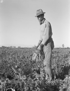 Migratory field worker pulling carrots, Imperial Valley, California, 1939. Creator: Dorothea Lange.