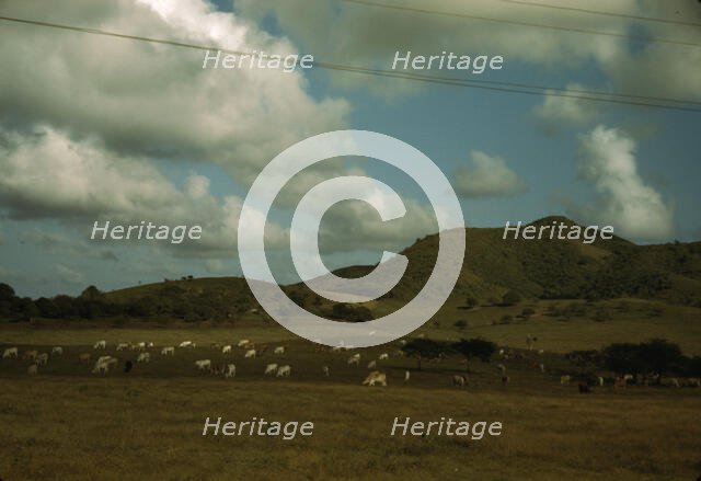 A cattle farm, vicinity of Christiansted, St. Croix, Virgin Islands, 1941. Creator: Jack Delano.
