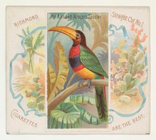 The Banded Aracari Toucan, from Birds of the Tropics series (N38) for Allen & Ginter Cigar..., 1889. Creator: Allen & Ginter.