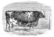 The First-Prize Shorthorn Cow 1864. Creator: Unknown.