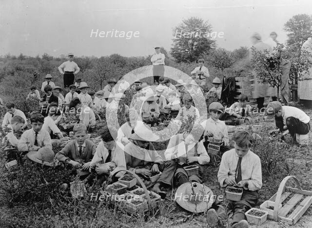 National Emergency War Gardens Com. - Boys Picking Berries, 1917. Creator: Harris & Ewing.
