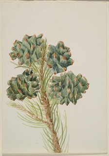 Single-Leaf Pine (Pinus monophylla), ca. 1930s. Creator: Mary Vaux Walcott.