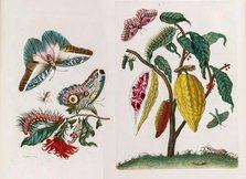 From the Book Metamorphosis insectorum Surinamensium, 1705. Creator: Merian, Maria Sibylla (1647-1717).