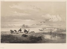 Oies sauvages. Creator: Karl Bodmer.