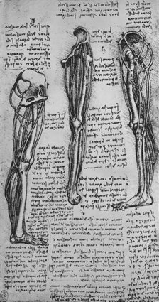 'Drawings of a Left Leg Showing Bones and Tendons', c1480 (1945). Artist: Leonardo da Vinci.