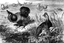The Prairie Grouse in the Zoological Society's Gardens, Regent's Park, 1862. Creator: Unknown.