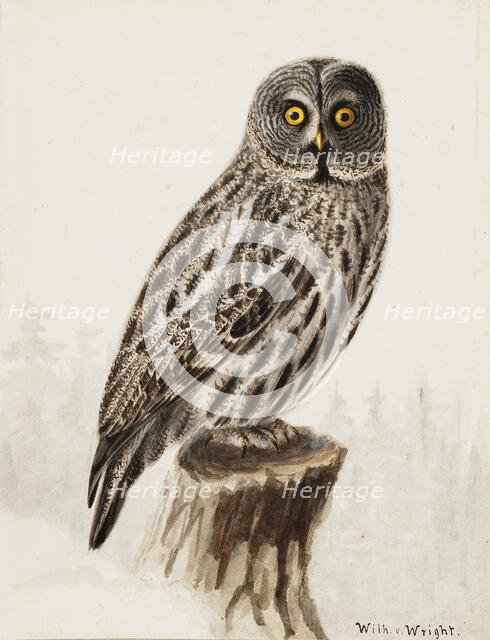 Great Grey Owl, 1830-1870. Creator: Wilhelm von Wright.