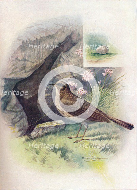 'Rock-Pipit - An'thus obscu'rus', c1910, (1910). Artist: George James Rankin.