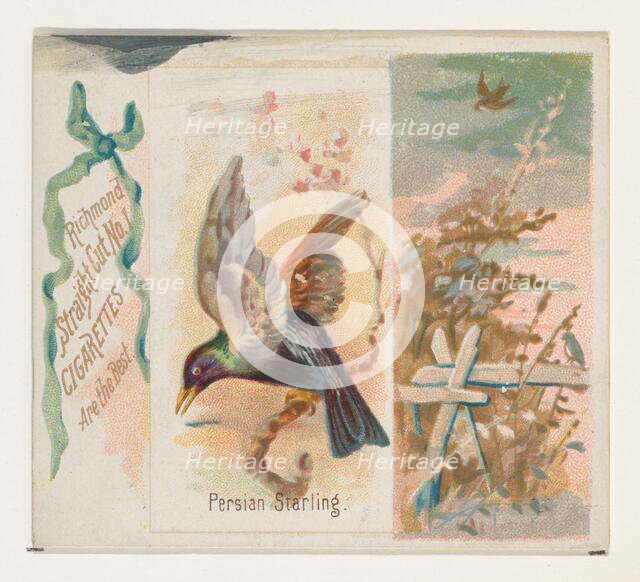 Persian Starling, from the Song Birds of the World series (N42) for Allen & Ginter Cigaret..., 1890. Creator: Allen & Ginter.