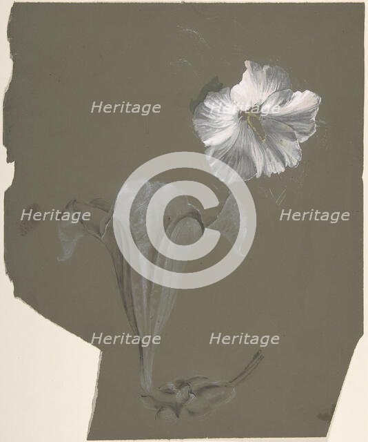 A Study of Two White Lilies, n.d.. Creator: Antoine Berjon.