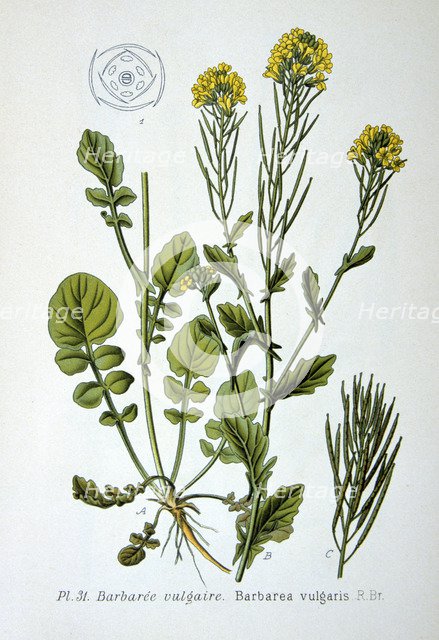 Yellow rocket, 1893. Artist: Unknown