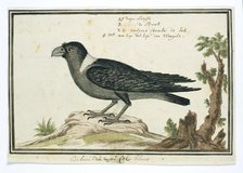 Corvus albicollis (White-necked raven), 1777-1786. Creator: Robert Jacob Gordon.