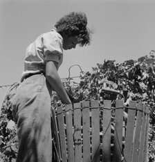 Possibly: Wife of an ex-logger, now a migrat..., Independence (vicinity), Polk County, Oregon, 1939. Creator: Dorothea Lange.