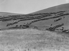 Sheep grazing, California, 1936. Creator: Dorothea Lange.