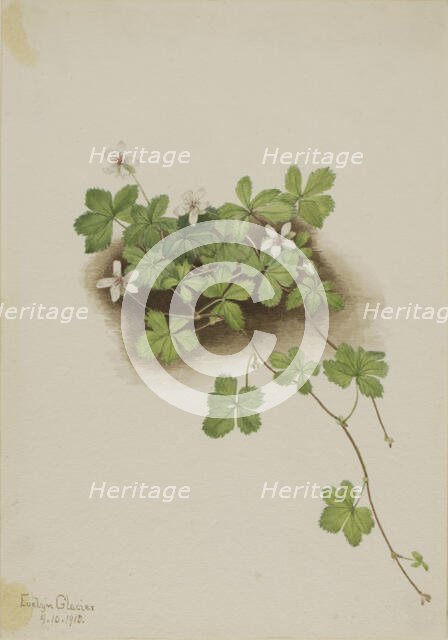 Red Dewberry (Rubus pedatus), 1918. Creator: Mary Vaux Walcott.