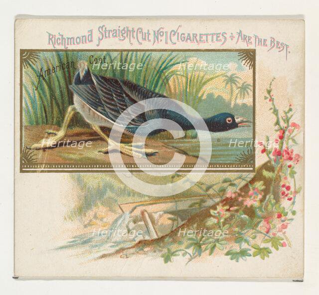 American Coot, from the Game Birds series (N40) for Allen & Ginter Cigarettes, 1888-90. Creator: Allen & Ginter.