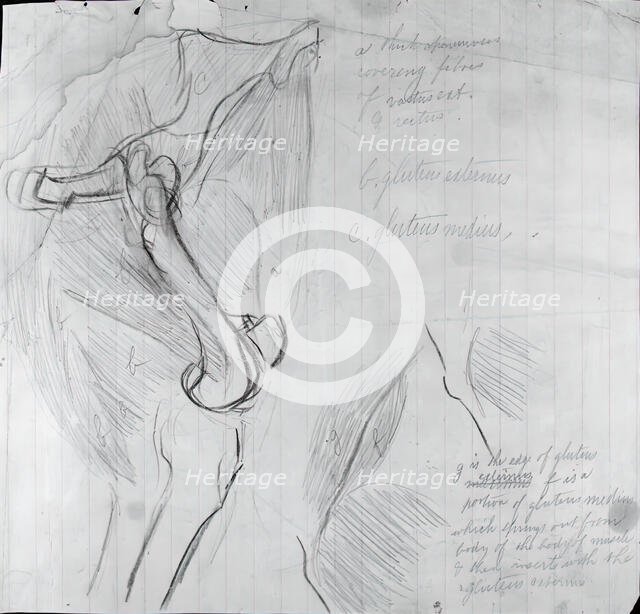 Anatomical Drawing, c. 1878. Creator: Thomas Eakins.