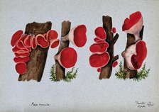 Scarlet elf cup fungus (Sarcoscypha coccinea): fruiting bodies growing on wood, 1896. Creator: R Baker.